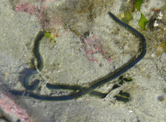 Eulalia microphylla
