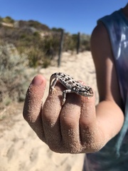 Ctenophorus adelaidensis