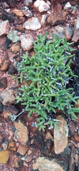 Ruschia lineolata