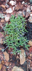 Ruschia lineolata