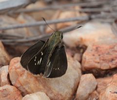 Pelopidas mathias mathias