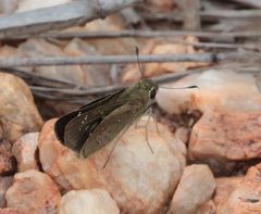 Pelopidas mathias mathias