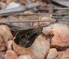 Pelopidas mathias mathias