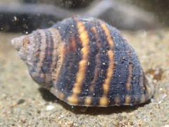 Nucella emarginata