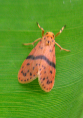 Miltochrista arcuata