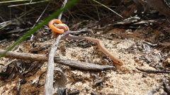 Aprasia inaurita