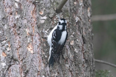 Dryobates pubescens leucurus