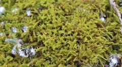 Triquetrella tristicha