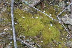 Triquetrella tristicha