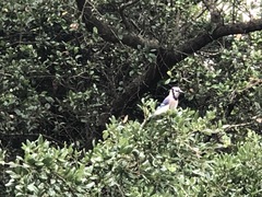 Cyanocitta cristata bromia