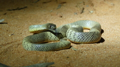 Pseudonaja aspidorhyncha