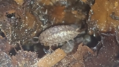 Porcellium collicola