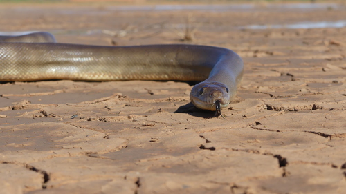 Woma Python sighting