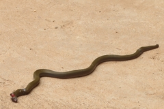 Boaedon fuliginosus