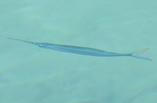 Bermuda-halfsnavel (Hemiramphus bermudensis) — Hemiramphidae — 3