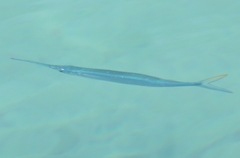 Hemiramphus bermudensis