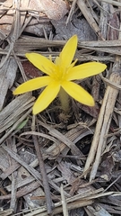 Curculigo orchioides