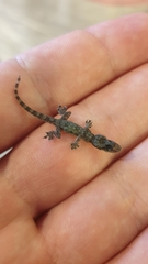 Hemidactylus platyurus