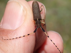 Agapanthia annularis