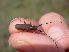 Agapanthia annularis
