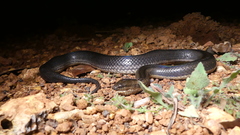 Pseudoferania polylepis