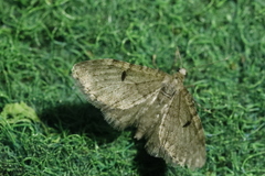 Eupithecia indigata