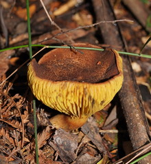Phylloporus clelandii