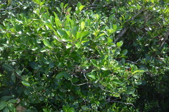 Psychotria mariana