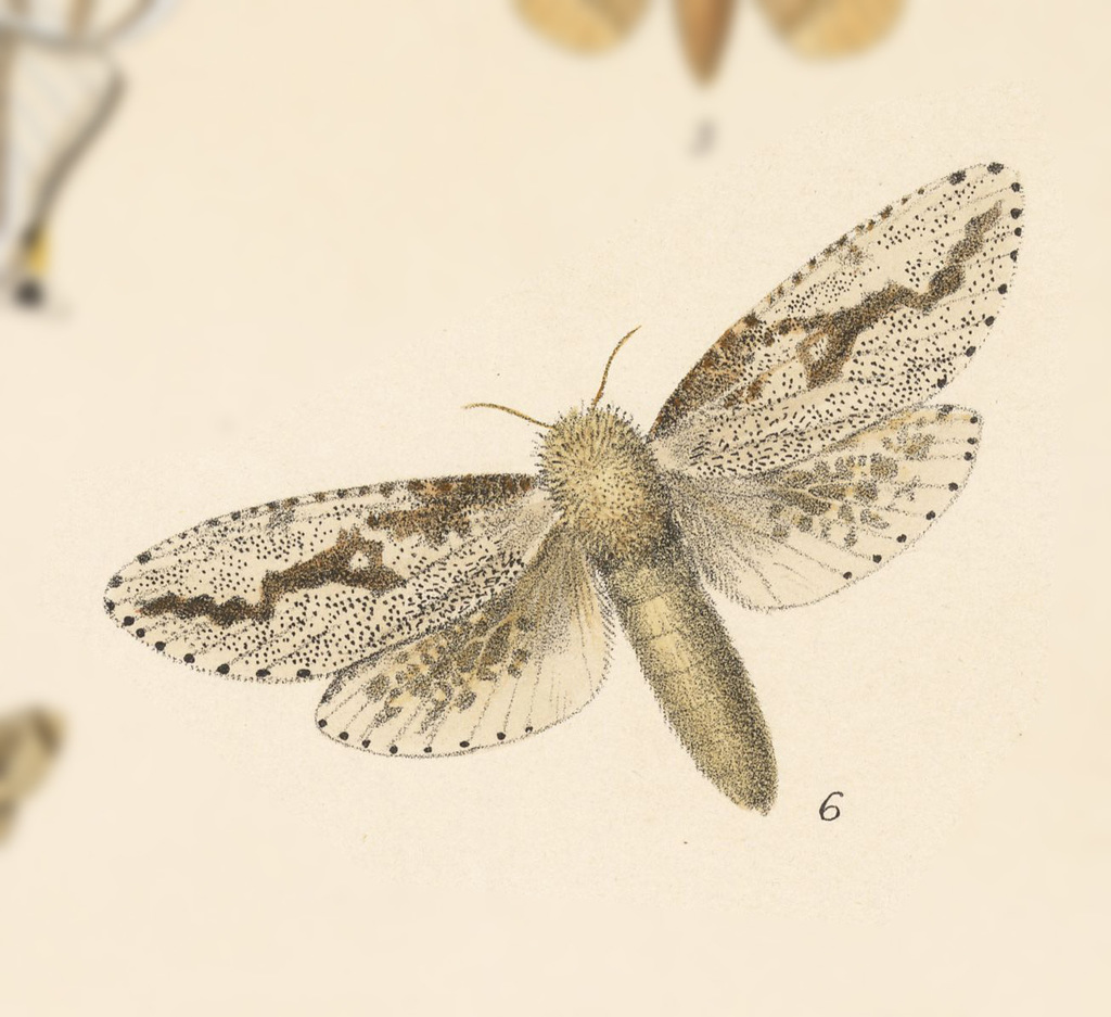 Morpheis cognata