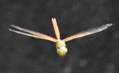 Anax aurantiacus