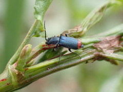 Anthomalachius spinosus