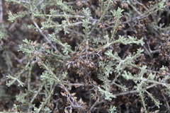 Helichrysum pentzioides