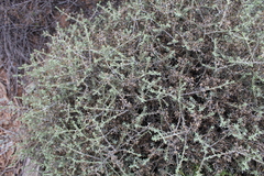 Helichrysum pentzioides