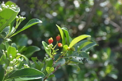 Psychotria mariana
