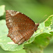 翠袖鋸眼蝶 - Photo 由 Formosa Pan 所上傳的 (c) Formosa Pan，保留部份權利CC BY-NC