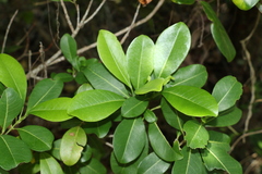 Acronychia imperforata