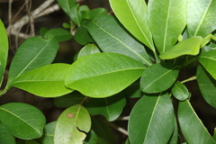 Acronychia imperforata