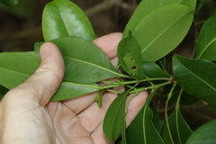 Acronychia imperforata