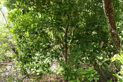 Acronychia imperforata