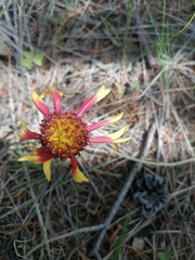 Gaillardia mexicana