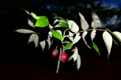 Commiphora stellulata