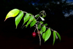 Commiphora stellulata