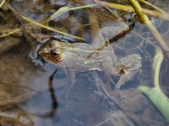 Occidozyga lima