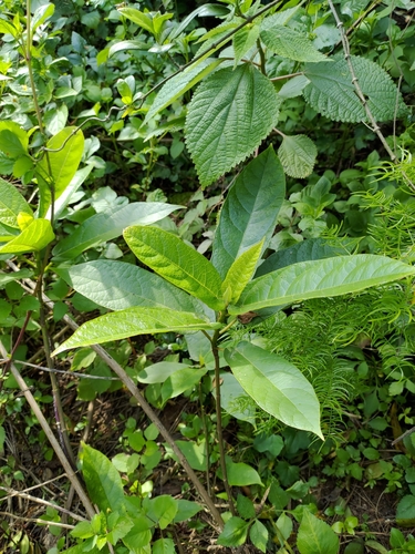 Japanese fig (Ficus erecta)