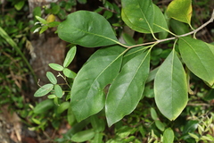 Pittosporum ferrugineum