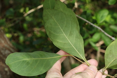 Pittosporum ferrugineum