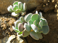 Sedum laxum