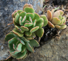 Sedum laxum