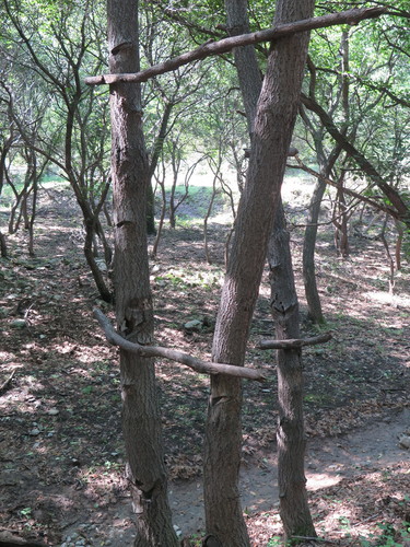 varnish tree