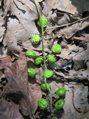 Toxicodendron vernicifluum